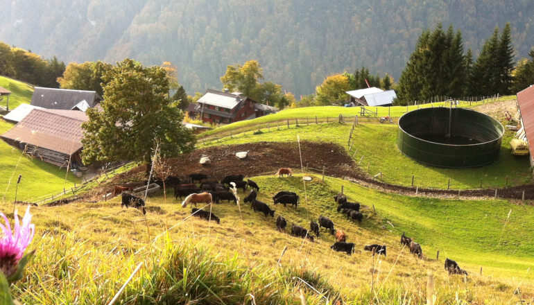 Mountain farm in lush green