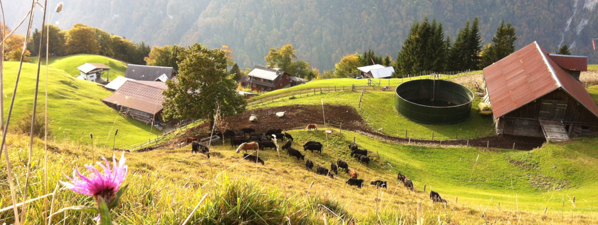 Mountain Farm Experience